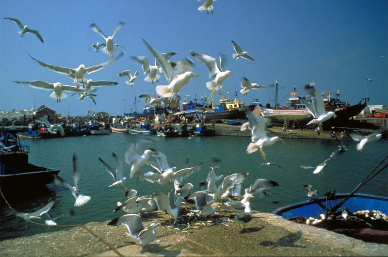Essaouira Day Trip from Marrakech