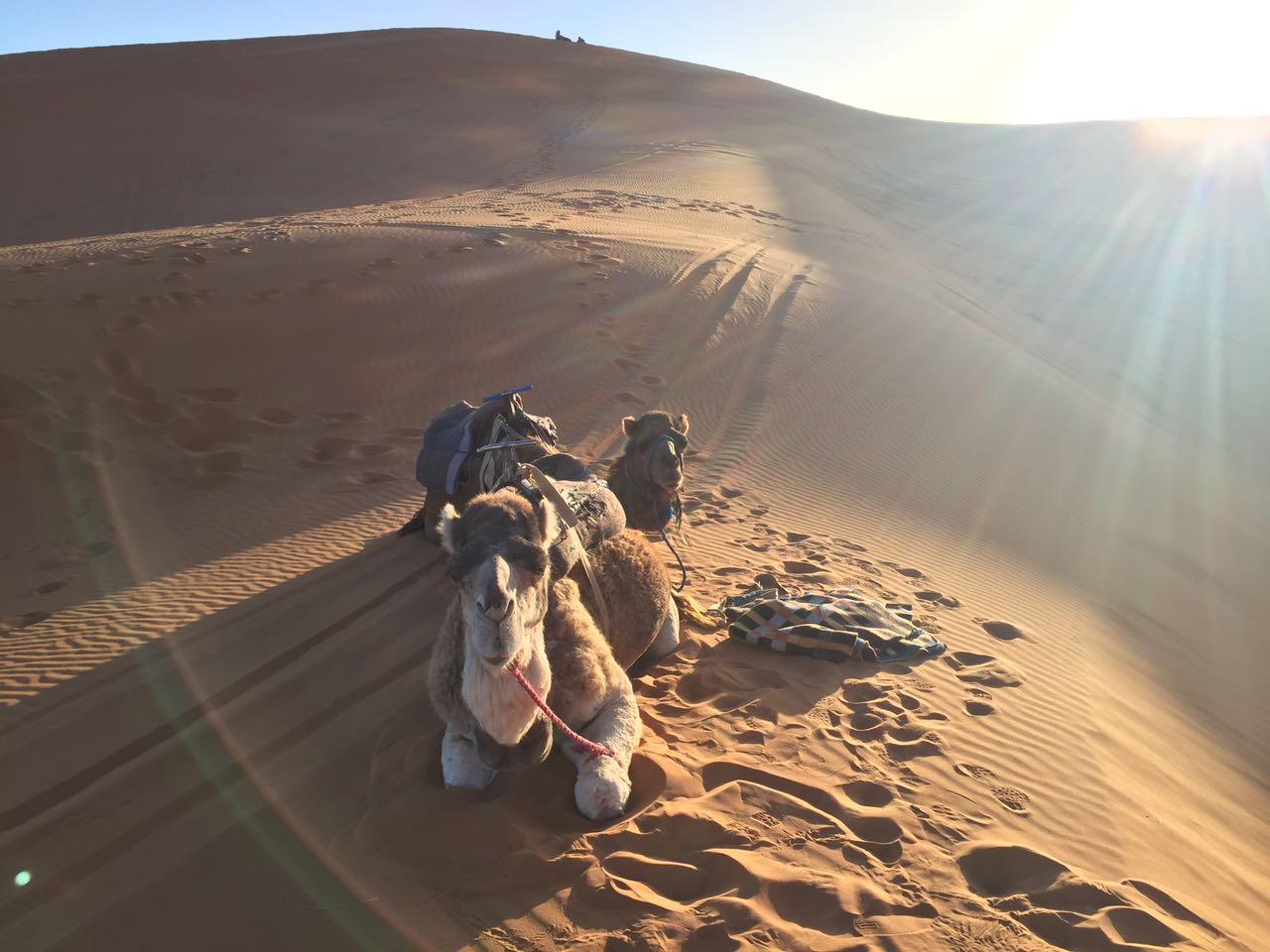 Camels resting among the dunes near a Sahara desert camp